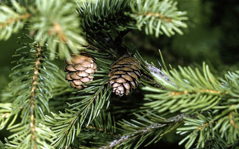 Red spruce (Picea rubens) branches with two ripe brown cones hanging among short green needles