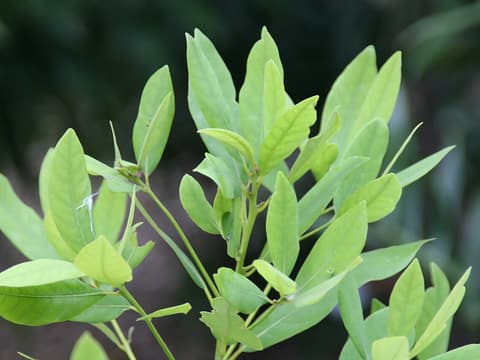 Redbay (Persea borbonia) leafy shoots of narrow, pointed evergreen leaves on a garden tree