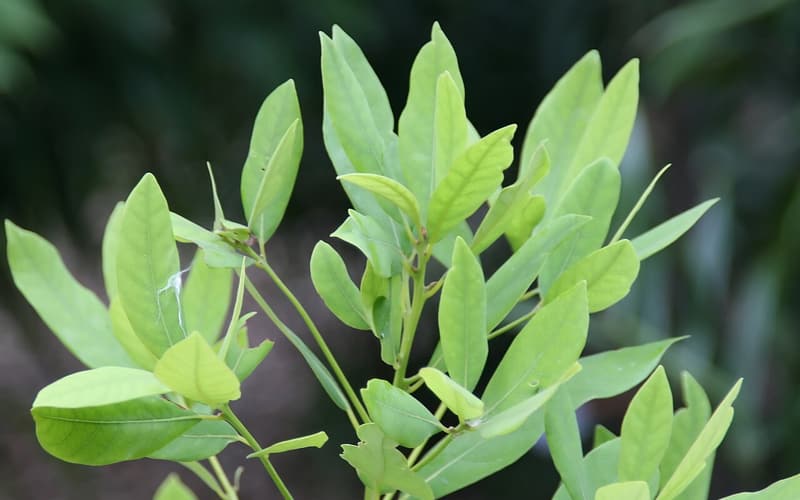 Redbay (Persea borbonia) leafy shoots of narrow, pointed evergreen leaves on a garden tree