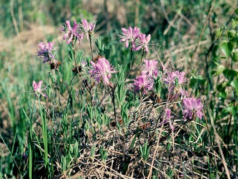 Rhodora (Rhododendron canadense) rose-purple flowers on bare twigs in a wet meadow