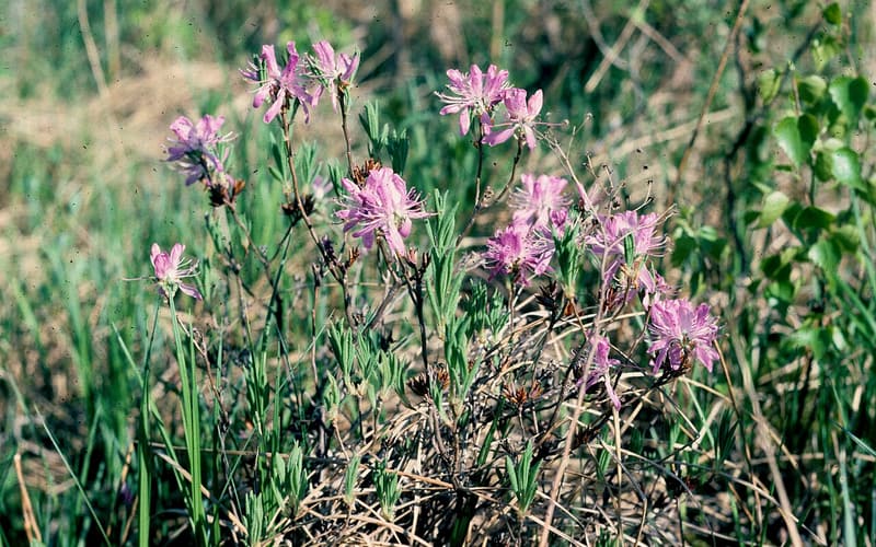 Rhodora (Rhododendron canadense) rose-purple flowers on bare twigs in a wet meadow