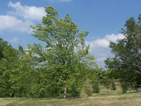 River birch (Betula nigra) in full summer leaf on a grassy arboretum slope