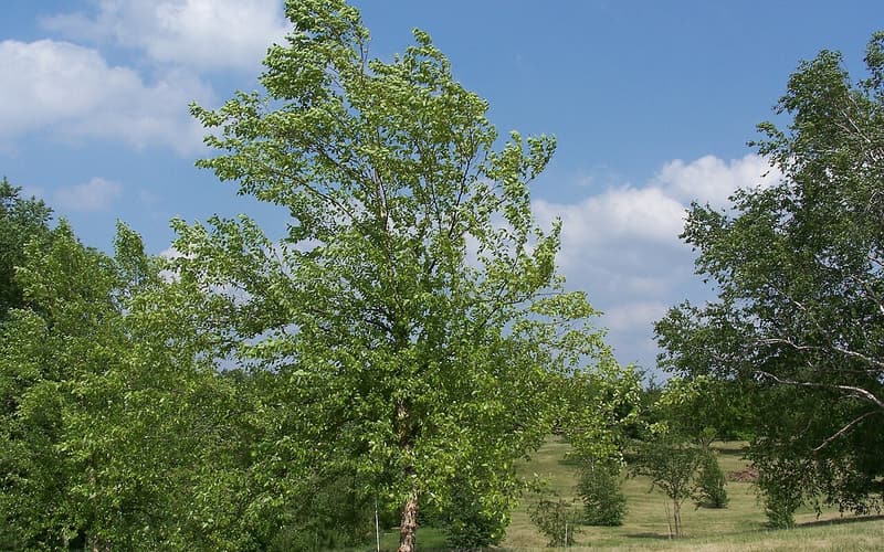 River birch (Betula nigra) in full summer leaf on a grassy arboretum slope