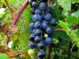 Riverbank grape (Vitis riparia) cluster of blue-black grapes with a white bloom on red stalks among the leaves