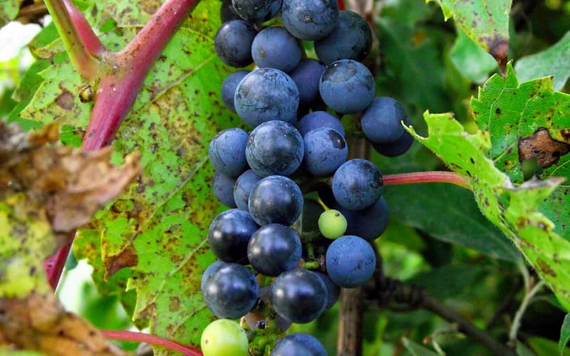 Riverbank grape (Vitis riparia) cluster of blue-black grapes with a white bloom on red stalks among the leaves