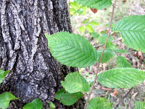 Rock elm (Ulmus thomasii) deeply furrowed bark beside a branch of doubly toothed leaves