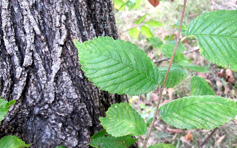 Rock elm (Ulmus thomasii) deeply furrowed bark beside a branch of doubly toothed leaves