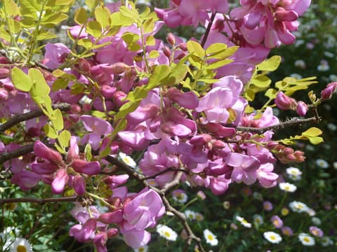 Bristly Locust (Rose Locust)