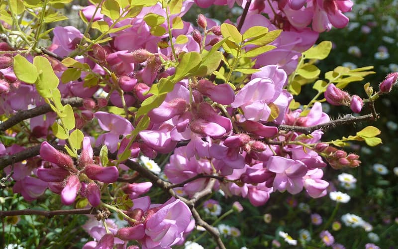 Rose locust (Robinia hispida) bristly branches crowded with large rose-pink pea flowers