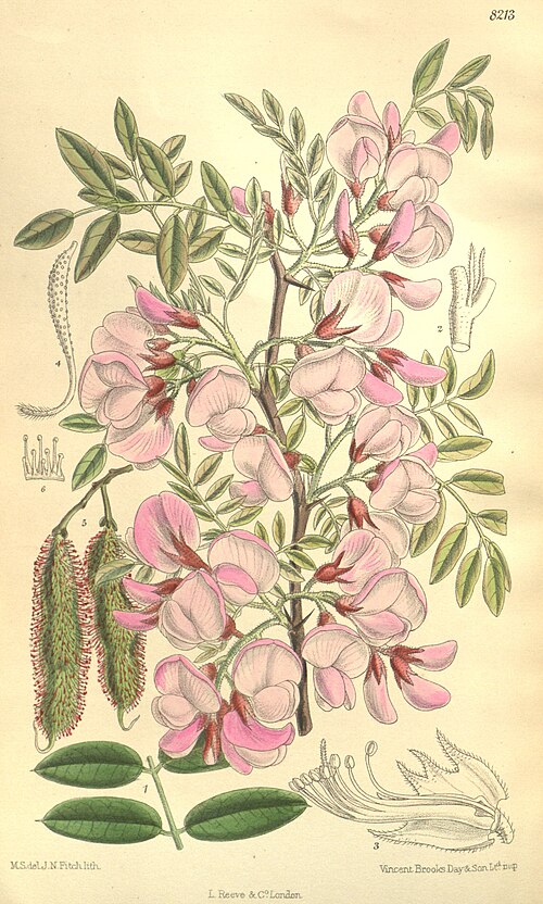 Bristly Locust (Rose Locust) (Robinia hispida)