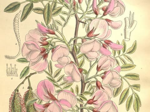 Botanical illustration of rose locust (Robinia hispida) with pink pea-like flowers and bristly stems