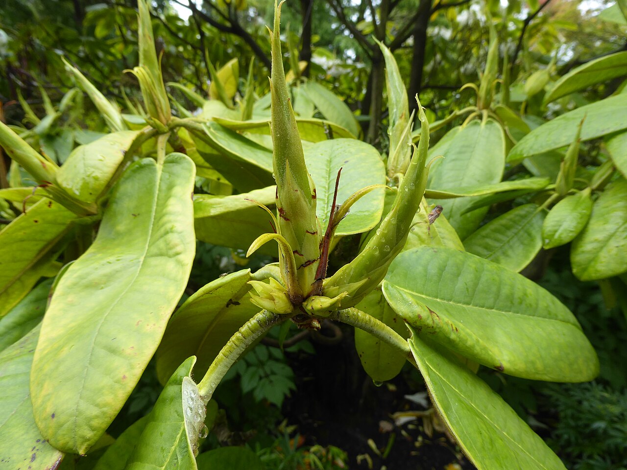 Rosebay Rhododendron (Rhododendron maximum)