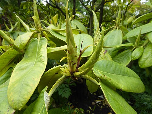 Rosebay Rhododendron (Rhododendron maximum)