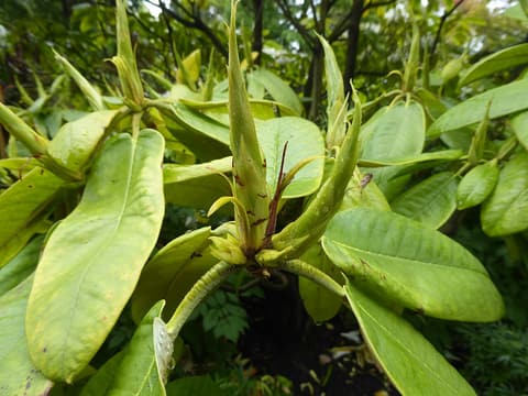Rosebay rhododendron (Rhododendron maximum) large evergreen leaves around a bud
