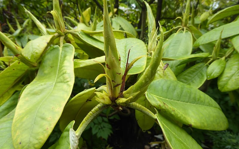 Rosebay rhododendron (Rhododendron maximum) large evergreen leaves around a bud