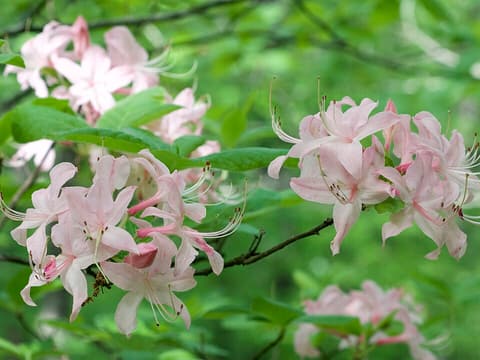 Roseshell azalea (Rhododendron prinophyllum) pale pink flower clusters with long stamens