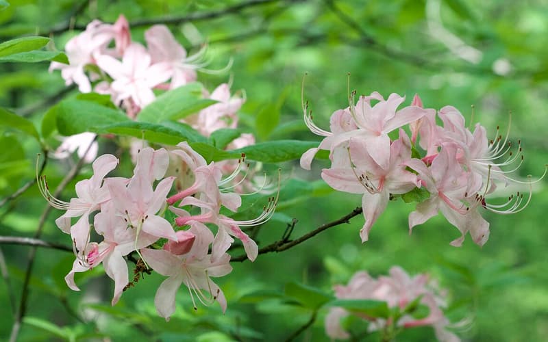 Roseshell azalea (Rhododendron prinophyllum) pale pink flower clusters with long stamens