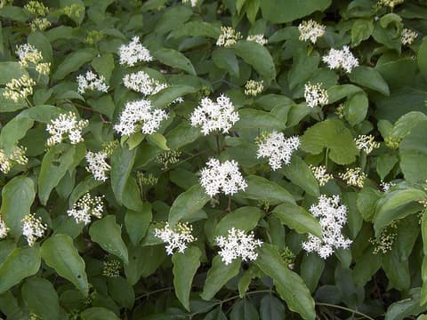 Roughleaf dogwood (Cornus drummondii) shrub covered in rounded clusters of creamy white flowers