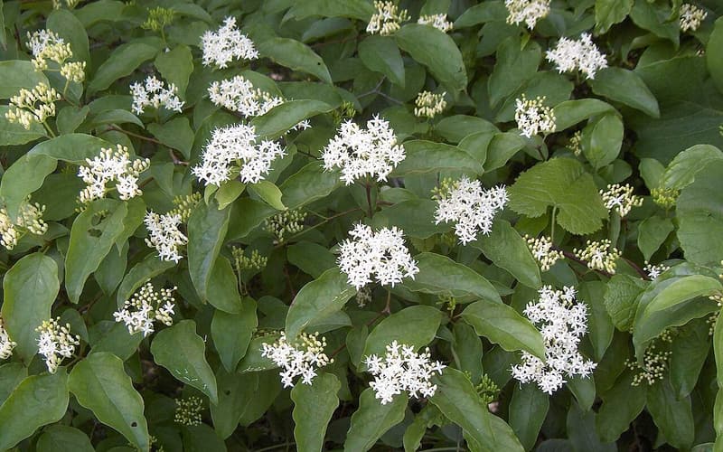 Roughleaf dogwood (Cornus drummondii) shrub covered in rounded clusters of creamy white flowers