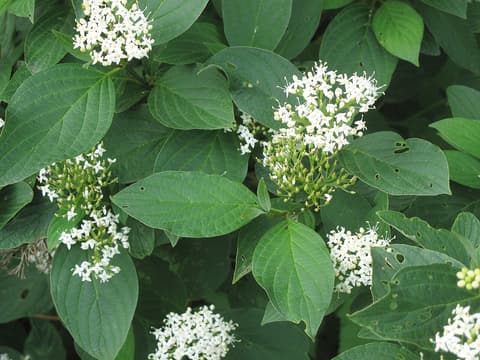 Roundleaf dogwood (Cornus rugosa) flat clusters of small white flowers among broad, rounded leaves