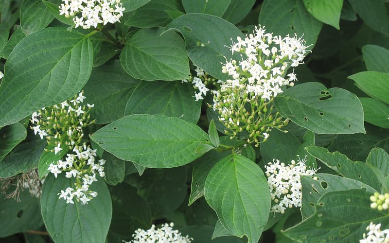 Roundleaf dogwood (Cornus rugosa) flat clusters of small white flowers among broad, rounded leaves