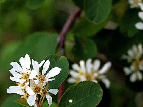 Roundleaf serviceberry (Amelanchier sanguinea) clusters of white flowers on a reddish twig among round leaves