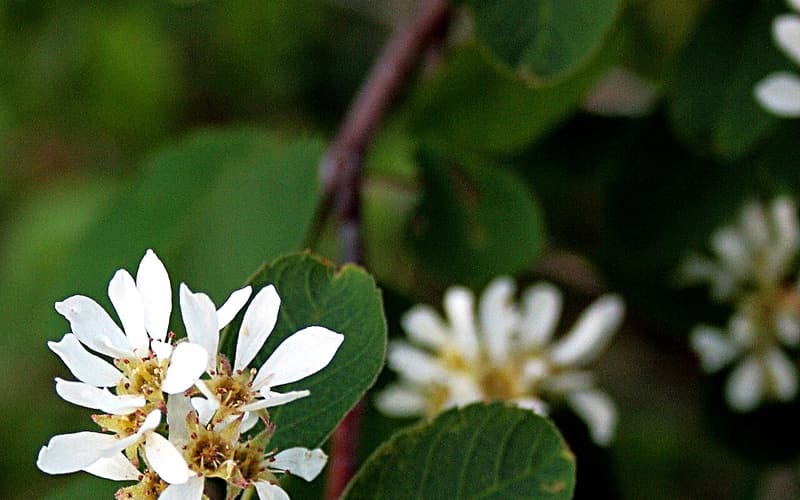 Roundleaf serviceberry (Amelanchier sanguinea) clusters of white flowers on a reddish twig among round leaves
