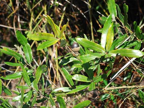 Runner oak (Quercus pumila) glossy narrow leaves and a ripening acorn on a low shoot among grasses