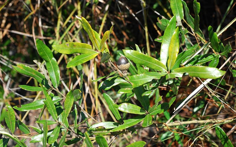 Runner oak (Quercus pumila) glossy narrow leaves and a ripening acorn on a low shoot among grasses