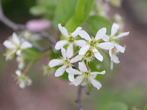 Running serviceberry (Amelanchier spicata) a cluster of white star-shaped flowers among young leaves