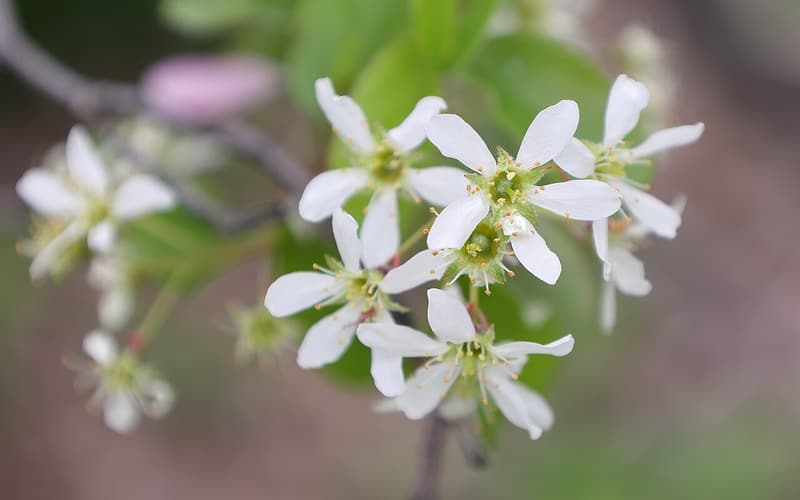 Running serviceberry (Amelanchier spicata) a cluster of white star-shaped flowers among young leaves
