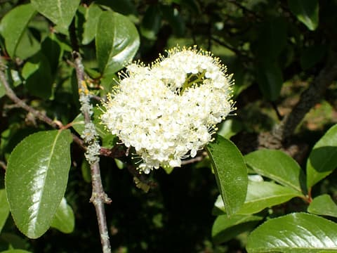 Rusty blackhaw (Viburnum rufidulum) rounded cluster of white flowers among glossy leaves
