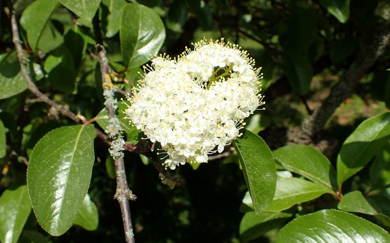 Rusty blackhaw (Viburnum rufidulum) rounded cluster of white flowers among glossy leaves
