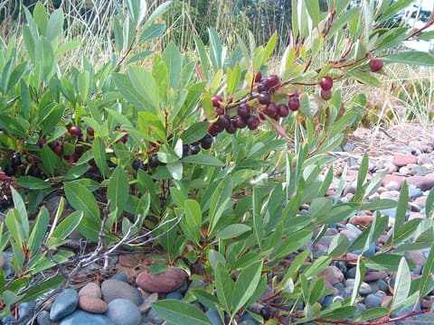 Sand cherry (Prunus pumila) narrow leaves and ripening purple-red cherries on a stony lakeshore
