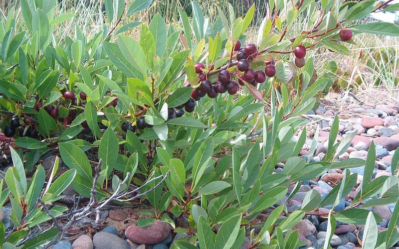 Sand cherry (Prunus pumila) narrow leaves and ripening purple-red cherries on a stony lakeshore