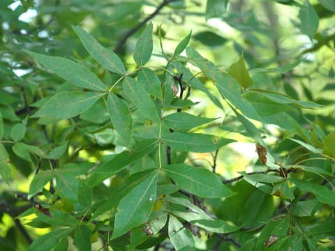 Sand hickory (Carya pallida) compound leaves of slender, pointed leaflets in the tree's crown