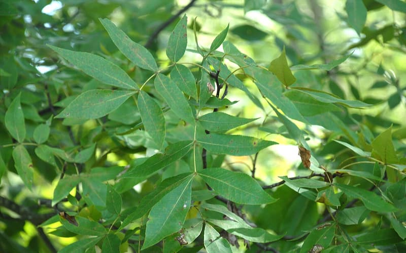 Sand hickory (Carya pallida) compound leaves of slender, pointed leaflets in the tree's crown