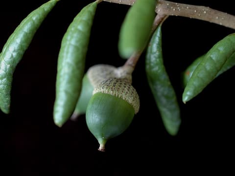 Sand live oak (Quercus geminata) a pair of green acorns among narrow, curled-under leaves