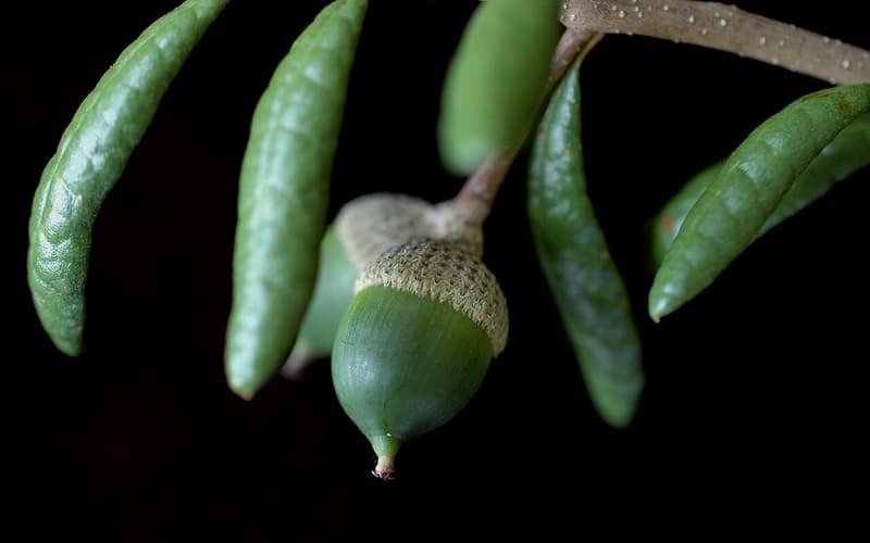 Sand live oak (Quercus geminata) a pair of green acorns among narrow, curled-under leaves
