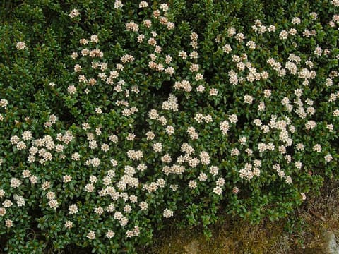 Sand myrtle (Kalmia buxifolia) dense mat of glossy leaves covered in small white flowers