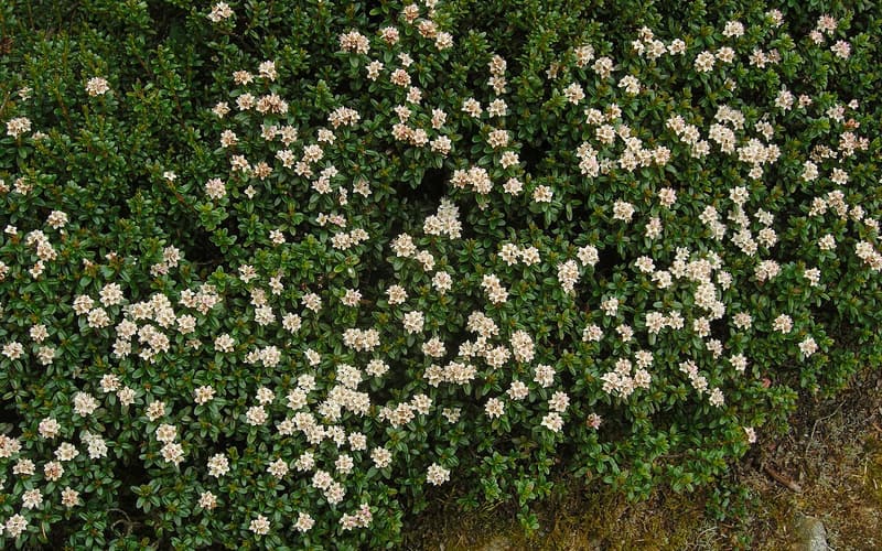 Sand myrtle (Kalmia buxifolia) dense mat of glossy leaves covered in small white flowers