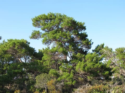 Sand pine (Pinus clausa) bushy crowns rising above Florida scrub against a clear blue sky