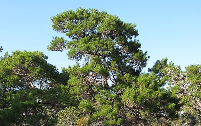 Sand pine (Pinus clausa) bushy crowns rising above Florida scrub against a clear blue sky
