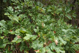 Sand post oak (Quercus margaretta) dense foliage of small lobed leaves