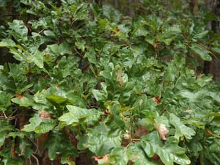 Sand post oak (Quercus margaretta) dense foliage of small lobed leaves