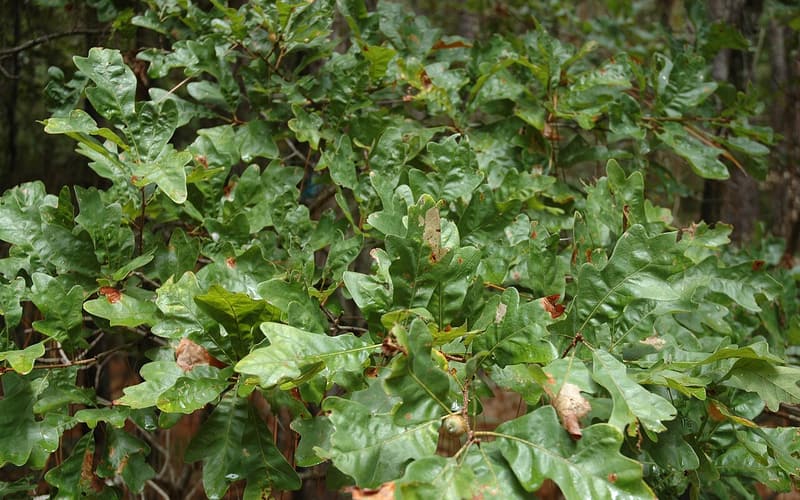 Sand post oak (Quercus margaretta) dense foliage of small lobed leaves