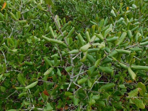 Sandhill oak (Quercus inopina) thicket of stiff evergreen leaves held upright on gray twigs