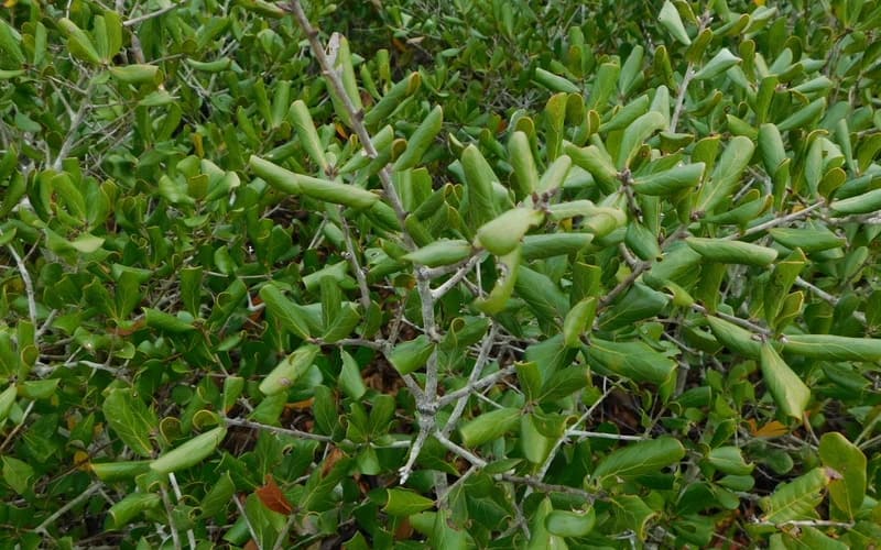 Sandhill oak (Quercus inopina) thicket of stiff evergreen leaves held upright on gray twigs