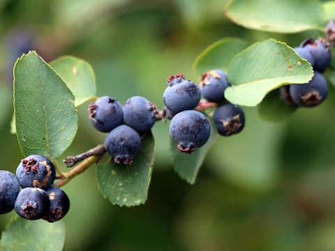 Saskatoon (Amelanchier alnifolia) sprays of ripe blue-purple berries among rounded green leaves