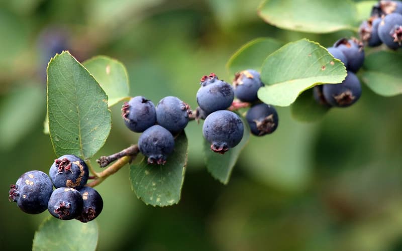 Saskatoon (Amelanchier alnifolia) sprays of ripe blue-purple berries among rounded green leaves